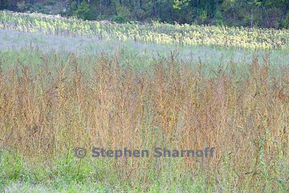 grassy field provence 1 graphic